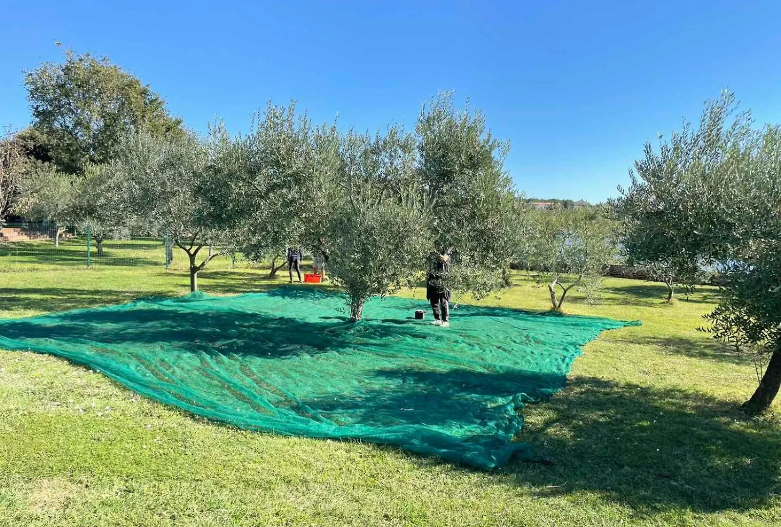 Beach House Beta With Pool, Jacuzzi, Playground & Bbq In An Olive Grove With A Beach, Pomer - Istria 풀라 0*,  크로아티아